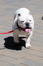 Vail Bull Dog